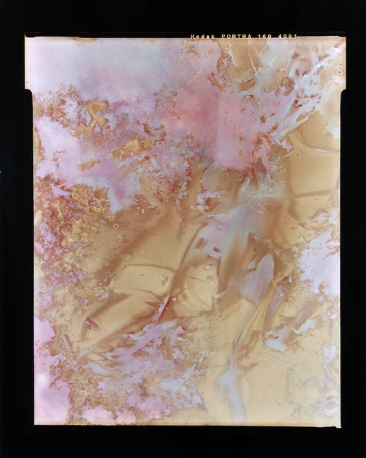 Lumen Print experimental eucalypt plantation (Copy on Kodak Portra 4x5, exposed January 2023) 1