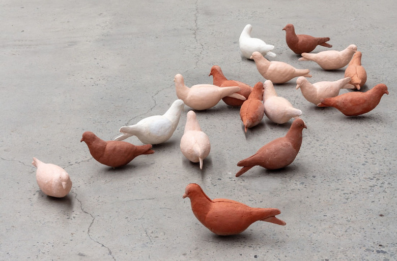 Ralph pigeons