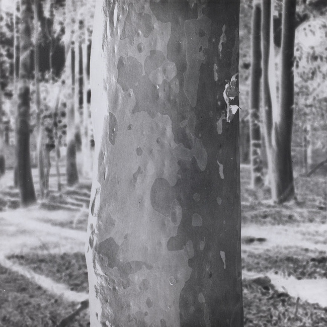 Tree portrait (Corymbia citriodora)