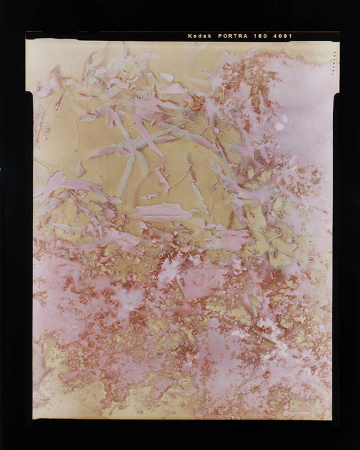Lumen Print experimental eucalypt plantation (Copy on Kodak Portra 4x5, exposed January 2023) 2