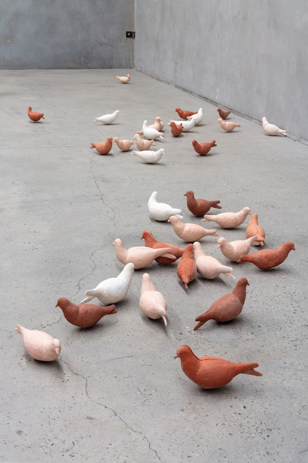 Ralph pigeons